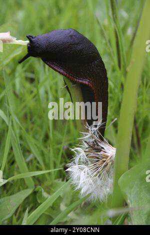 Große schwarze Schnecke Stockfoto