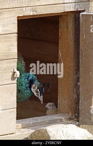 Blauer Pfau und Wachtel in einem Stall Stockfoto