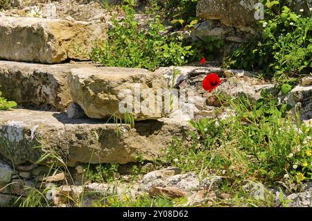 Klatschmohn vor Mauer, Maismohn vor der Mauer 08 Stockfoto