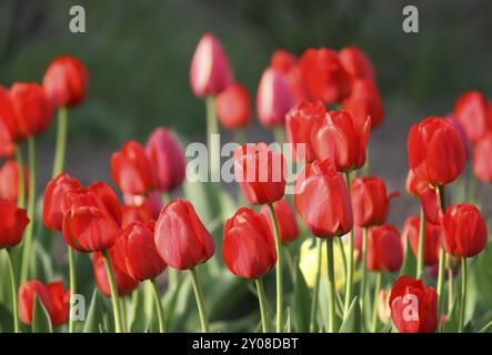 Schöne rote Tulpen aus nächster Nähe Stockfoto