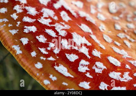 Fliegenpilz (Amanita muscaria) auf einer Wiese Stockfoto