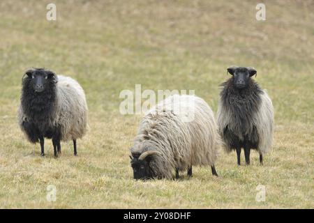 Graue Heide auf einer Wiese. Deutsche graue Heide auf einer Wiese Stockfoto