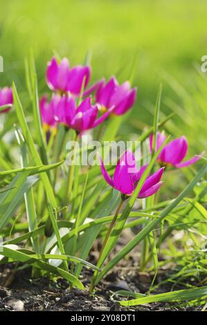 Wilde Tulpe 10 Stockfoto