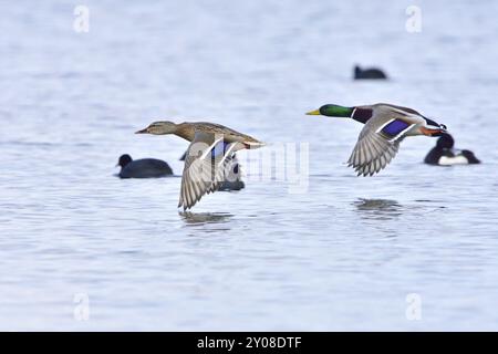 Anas platyrhynchos, Mallard im Flug, fliegende Stockenten Stockfoto