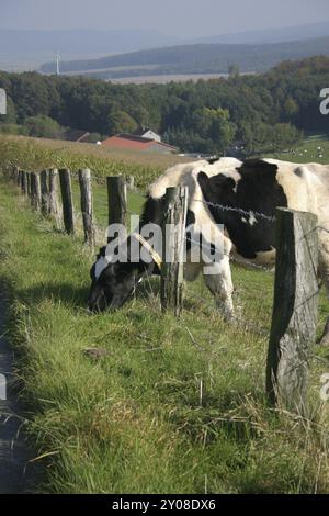 Die Kuh steckt ihren Kopf durch den Zaun und frisst Gras außerhalb der Weide Stockfoto