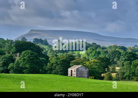 Wildschwein fiel aus der Nähe von Kirkby Stephen, Cumbria Stockfoto