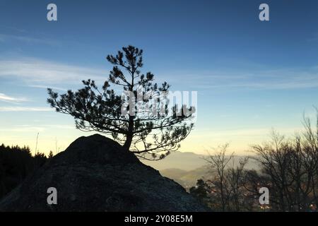 Kiefer auf Felsen bei Sonnenuntergang in den Bergen Stockfoto