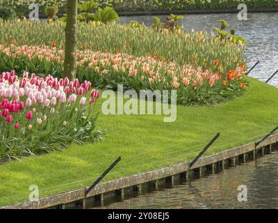 Blühende Tulpen in verschiedenen Farben säumen ein gepflegtes Gartenbeet am Rande eines ruhigen Teiches, Amsterdam, Niederlande Stockfoto