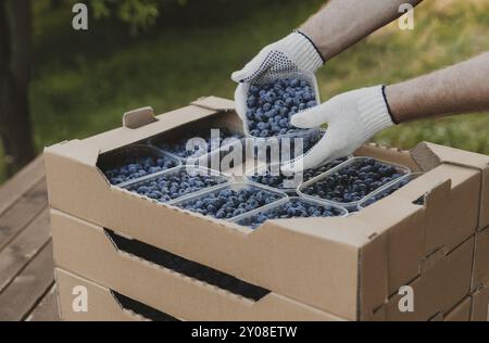 Männliche Hände halten einen Kunststoffbehälter mit großen Blaubeeren über einem Karton oder einer Kiste voller Blaubeeren. Berry-Versand, Lieferkonzept. Verkäufer sh Stockfoto