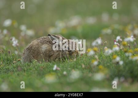 Braunhase (Lepus europaeus) Jungleveret-Fütterung unter Wildblumen im Sommer, Suffolk, England Vereinigtes Königreich Stockfoto