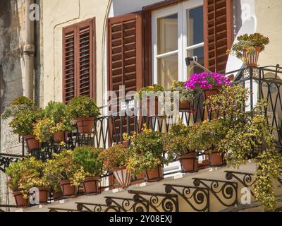 Lebhafte blühende Pflanzen auf einem Balkon an einer sonnigen Fassade mit offenen Fensterläden, palermo, sizilien, mittelmeer, italien Stockfoto