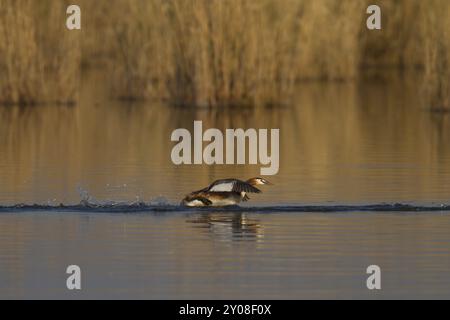 Großer Schurkenkelvogel, Podiceps-Kalbsbändchen, großer Schurkvogel Stockfoto