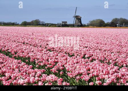 Breezand, Niederlande, Mai 2023. Typisch niederländische Landschaft, eine Mühle und ein blühendes Tulpenfeld Stockfoto