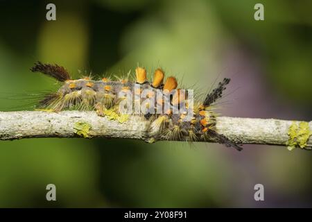 Rostiger Tussock Moth (Orgyia antiqua) Stockfoto