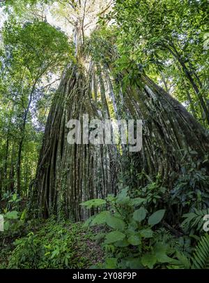 Hängende Wurzeln einer riesigen Strangler-Feige (Ficus americana) mit Blick nach oben im Regenwald, Corcovado Nationalpark, Osa, Provinz Puntarena, Costa Stockfoto