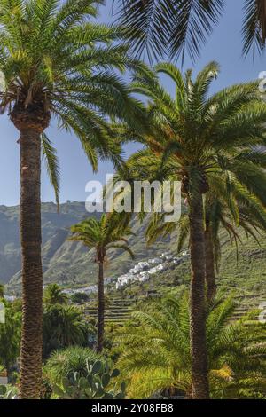 Tal von Agaete, Barranco de Agaete, Agaete, Gran Canaria, Kanarische Inseln, Spanien, Agaete, Gran Canaria, Kanarische Inseln, Spanien, Europa Stockfoto