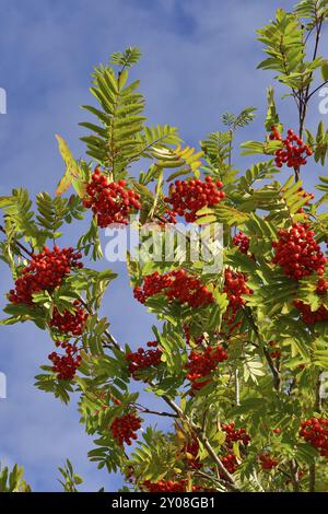 Eberesche mit reifen Fruechten, Sorbus aucuparia, gemeinhin Eberesche und Gebirgsasche vor blauem Himmel genannt Stockfoto