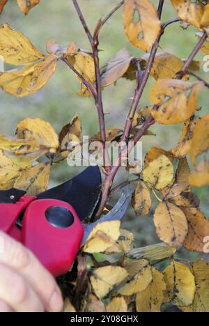 Strauchschnitt, Strauchschnitt Stockfoto