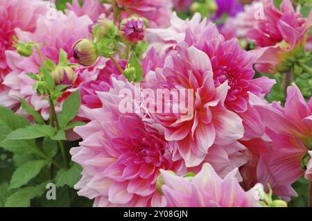 Dahlie im Sommer, Sorte Otto Thrill, Dahlia im Sommer, wird Otto Thrill genannt Stockfoto