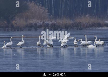 Singschwäne (Cygnus cygnus) in der Oberlausitz, Winter, Zugvogel, Whooper Schwan, Überwinterungsvogel, ruhender Vogel Stockfoto