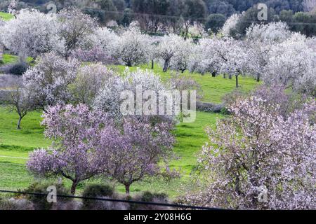 Almendros en flor, Finca de Aubenya, Algaida, mallorca. islas baleares, espana, Europa Stockfoto