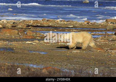 Ein Eisbär spaziert am Ufer der Hudson Bay entlang Stockfoto