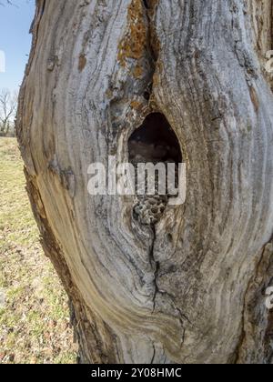 Altes verlassenes Hornissennest mit Wabenwaben in einer Baumhöhle Stockfoto