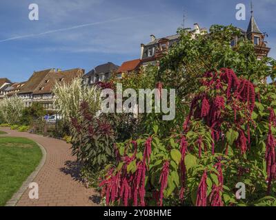 Rote Blumen und Pflanzen entlang eines Kopfsteinpflasterpfads in der Nähe historischer Gebäude, Weissenburg, Elsass, Frankreich, Europa Stockfoto