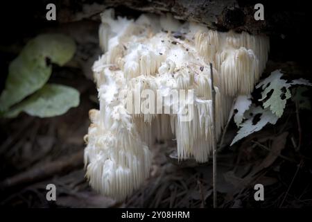 Löwenmähne, (Hericium erinaceus) auch Affenkopfpilz, bärtiger Zahnpilz, Satyrbart, bärtiger Igelpilz, Pompon-Pilz genannt Stockfoto