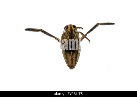 Frontalansicht einer dorsalen Schwimmerin Notonecta glauca an der Wasseroberfläche vor weißem Hintergrund Stockfoto