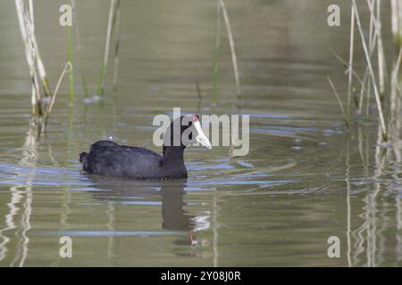 Kammblaesshuhn, Fulica cristata, Haubenkot Stockfoto