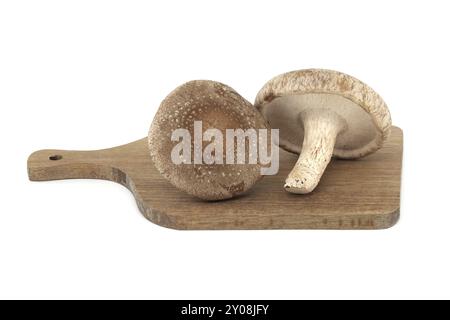 Shiitake-Pilze auf einem Holzschneidbrett im Nahbereich, isoliert auf weißem Hintergrund. Heilkräuter und Pilze Stockfoto