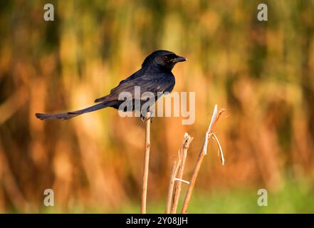 Nahaufnahme eines gewöhnlichen Grackle, Andaman Drango, ein endemischer Vogel. Stockfoto