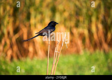 Nahaufnahme eines gewöhnlichen Grackle, Andaman Drango, ein endemischer Vogel. Stockfoto