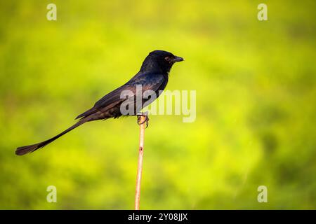 Nahaufnahme eines gewöhnlichen Grackle, Andaman Drango, ein endemischer Vogel. Stockfoto