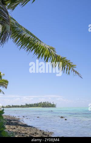 Strand mit Kokospalme (Cocos nucifera), am Horizont ein bewachsenes Motu, Tetiaroa, Atoll, Marlon Brando Island, Französisch-Polynesien, Gesellschaftsinseln, Stockfoto