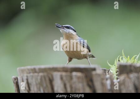 Nuthatch, Sitta Europa, Nuthatch, Europa, Mitteleuropa Stockfoto