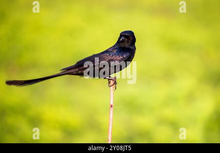 Nahaufnahme eines gewöhnlichen Grackle, Andaman Drango, ein endemischer Vogel. Stockfoto