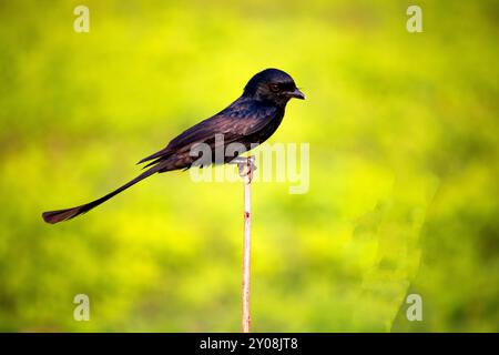 Nahaufnahme eines gewöhnlichen Grackle, Andaman Drango, ein endemischer Vogel. Stockfoto