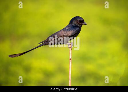 Nahaufnahme eines gewöhnlichen Grackle, Andaman Drango, ein endemischer Vogel. Stockfoto