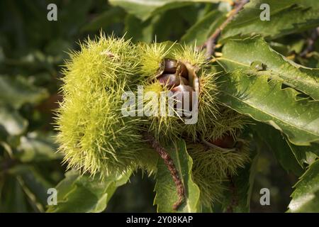 Kastanien auf einem Baum in der Pfalz Stockfoto