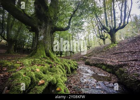 Hayedo de Otzarreta, fagus Sylvatica, parque Natural Gorbeia, Alava-Vizcaya, Euzkadi, Spanien, Europa Stockfoto