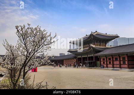 Frühling, Kirschblüten oder Sakura in Seoul, Südkorea (auf Schild heißt Gwanghwamun Tor) Stockfoto