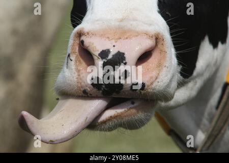 Kuh Zunge Stockfoto