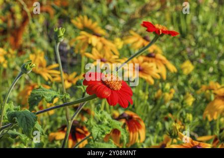 Mexikanische Sonnenblume oder Tithonia rotundifolia, mexikanische Sonnenblume oder Tithonia rotundifolia im Sommer Stockfoto