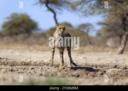 Ein Gepard trinkt am Wasserloch Stockfoto