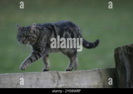 Katze auf einem Zaun Stockfoto