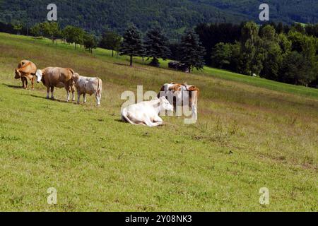 Wenige Almkühe auf Weide im Sommer Stockfoto