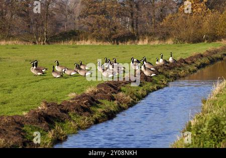 Gruppe der Kanadas-Gänse-Vögel (Branta canadensis) in der Nähe des Kanals Stockfoto