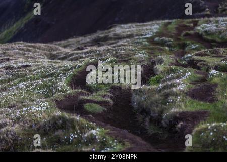 Enge Wanderwege führen durch die Heide Islands Stockfoto